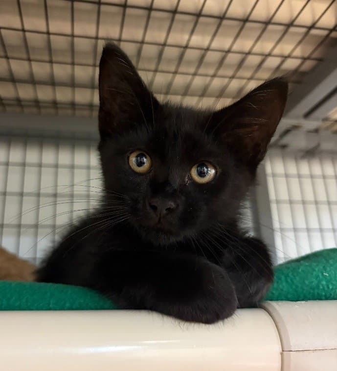 Ocean - Domestic Short Hair