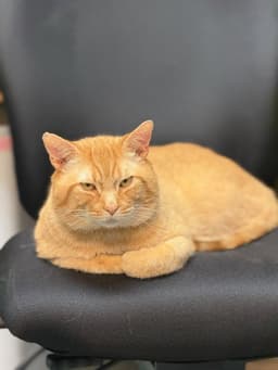 Milo image 2