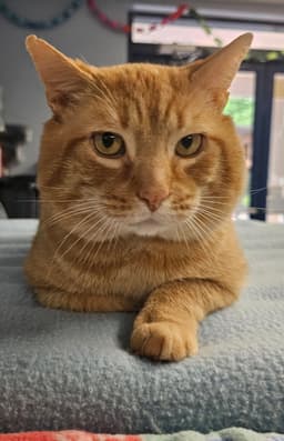 Milo image 3