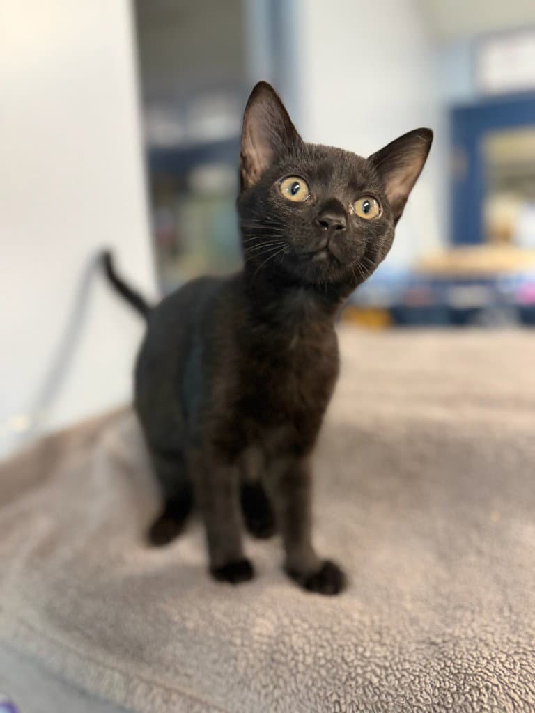 Gemma - Domestic Short Hair