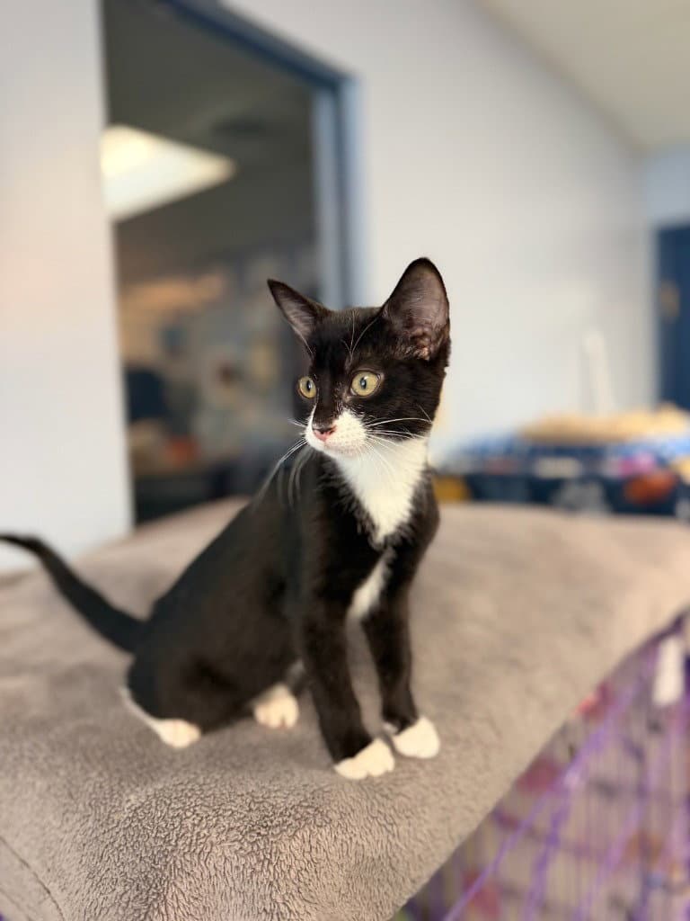 Gracie - Domestic Short Hair
