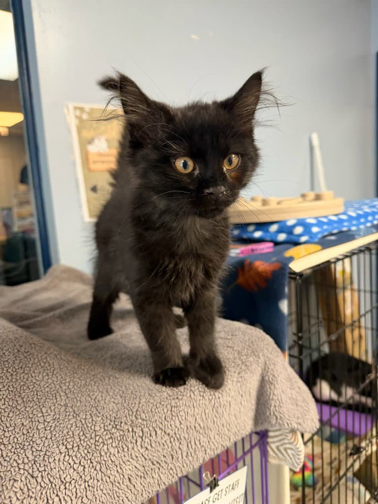 Goliath - Domestic Medium Hair