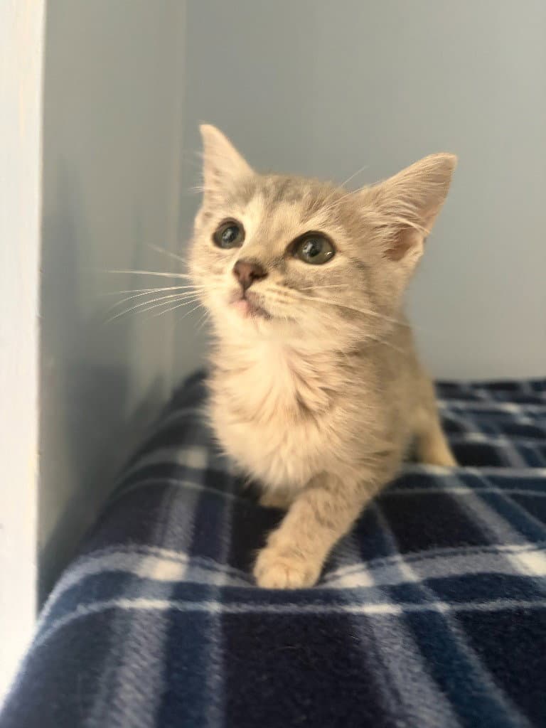 Boo - Domestic Short Hair