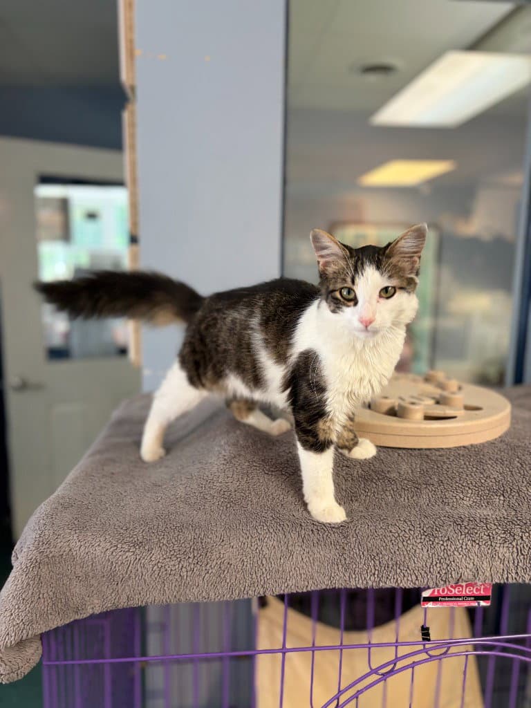 Sebastian - Domestic Medium Hair