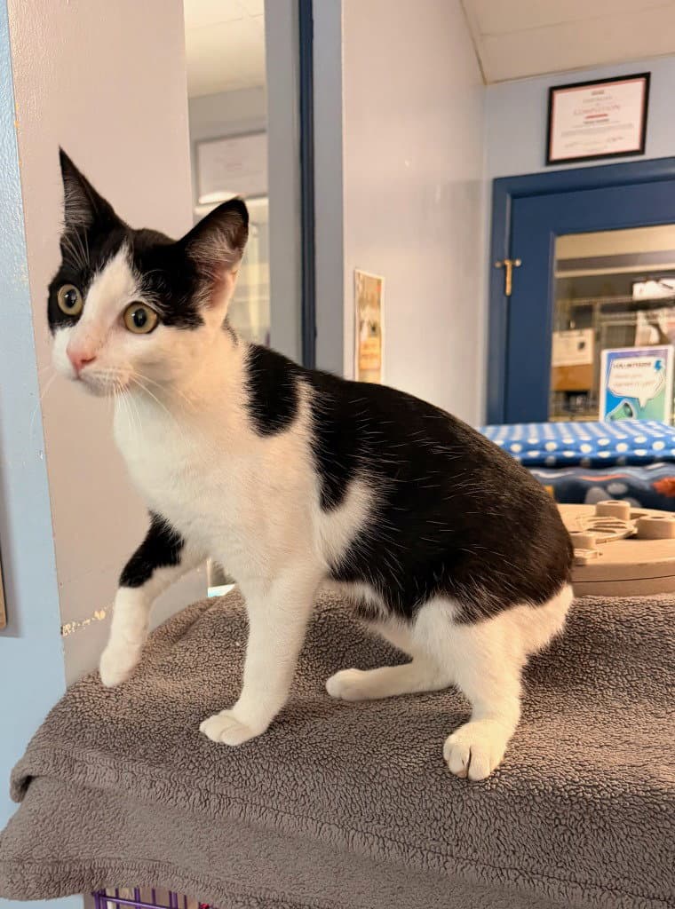 Seth - Domestic Short Hair