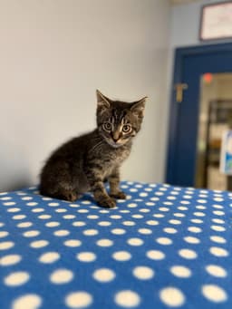 Finn image 1