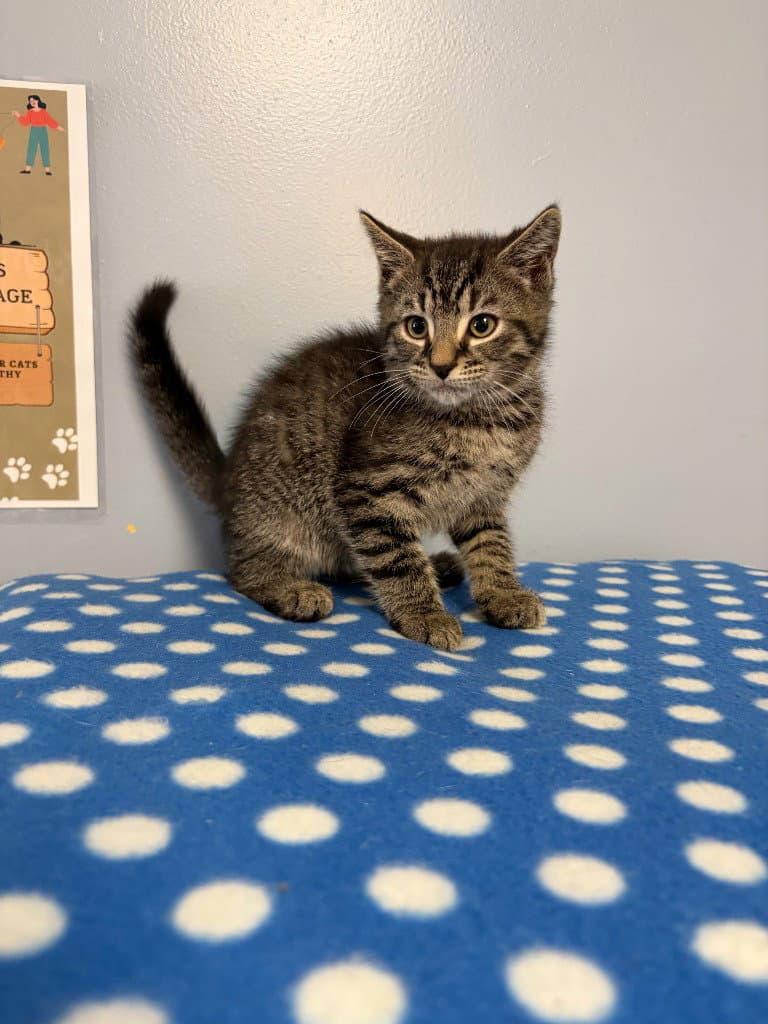 Sawyer - Domestic Short Hair
