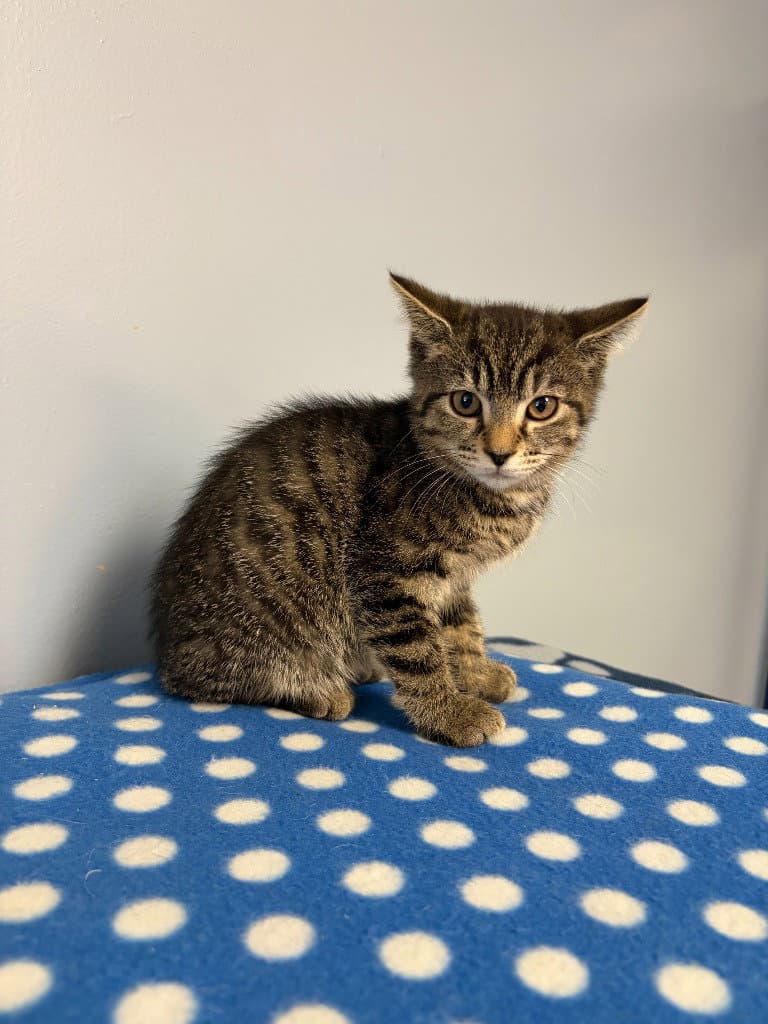 Olivia - Domestic Short Hair