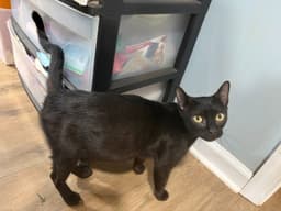 Mystical image 1