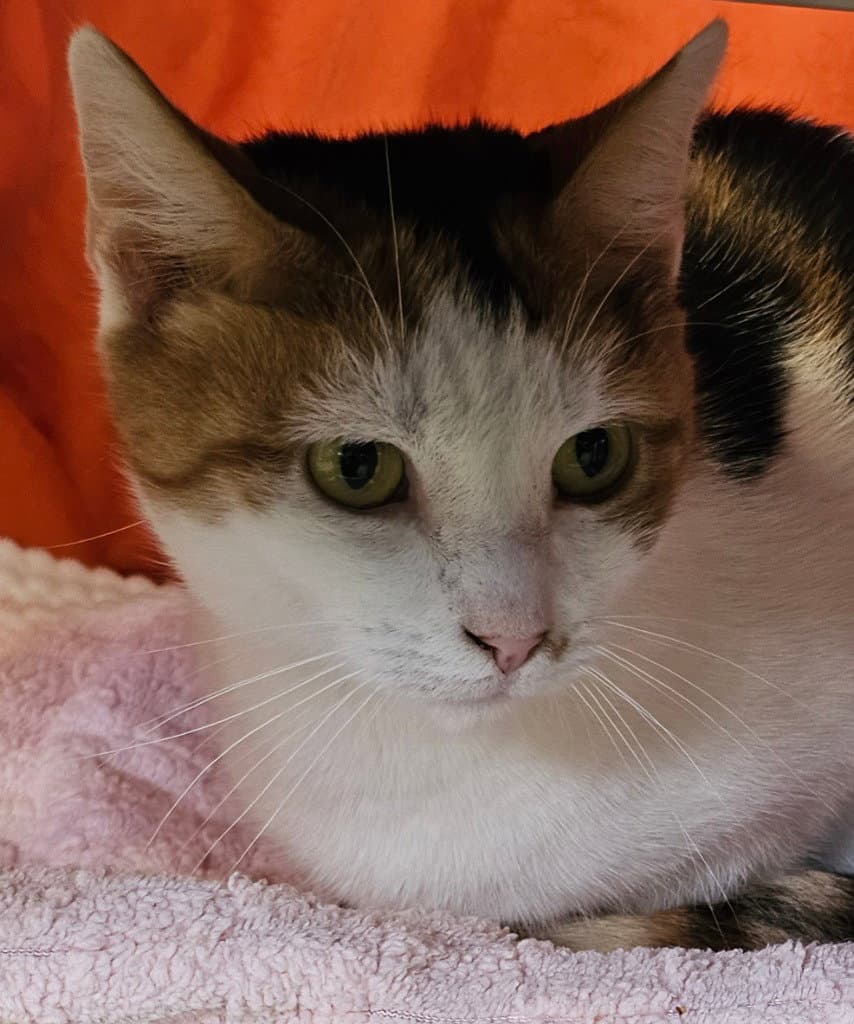 Pixie - Domestic Short Hair