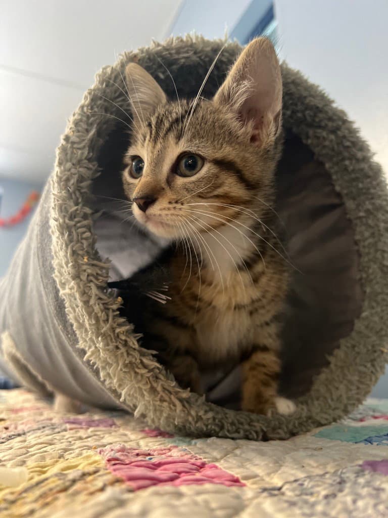 Beau