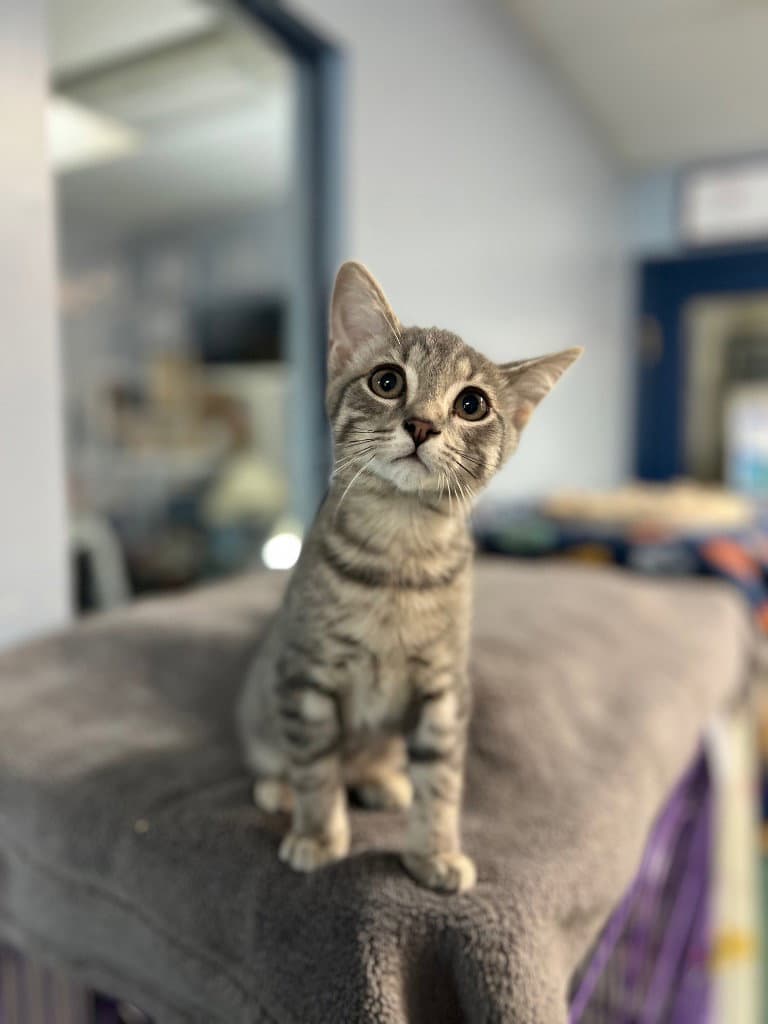 Hayes - Domestic Short Hair