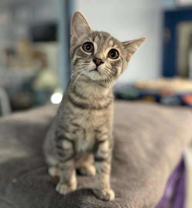 Hayes - Domestic Short Hair