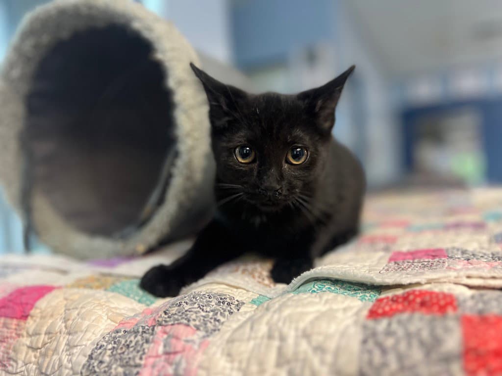Helix - Domestic Short Hair
