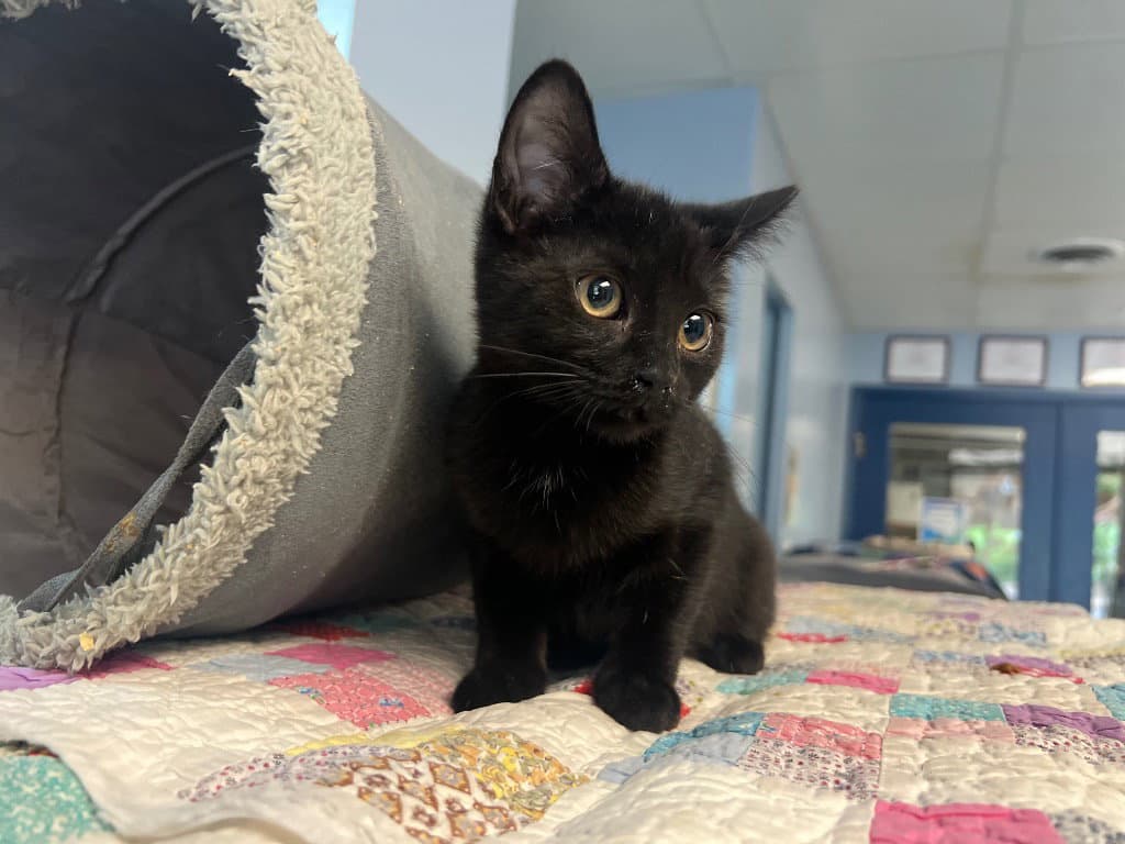 Helix - Domestic Short Hair