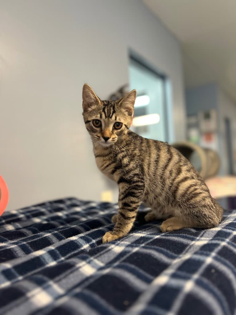 Hoyt - Domestic Short Hair