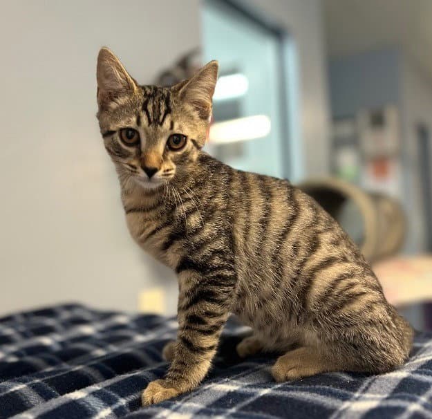 Hoyt - Domestic Short Hair