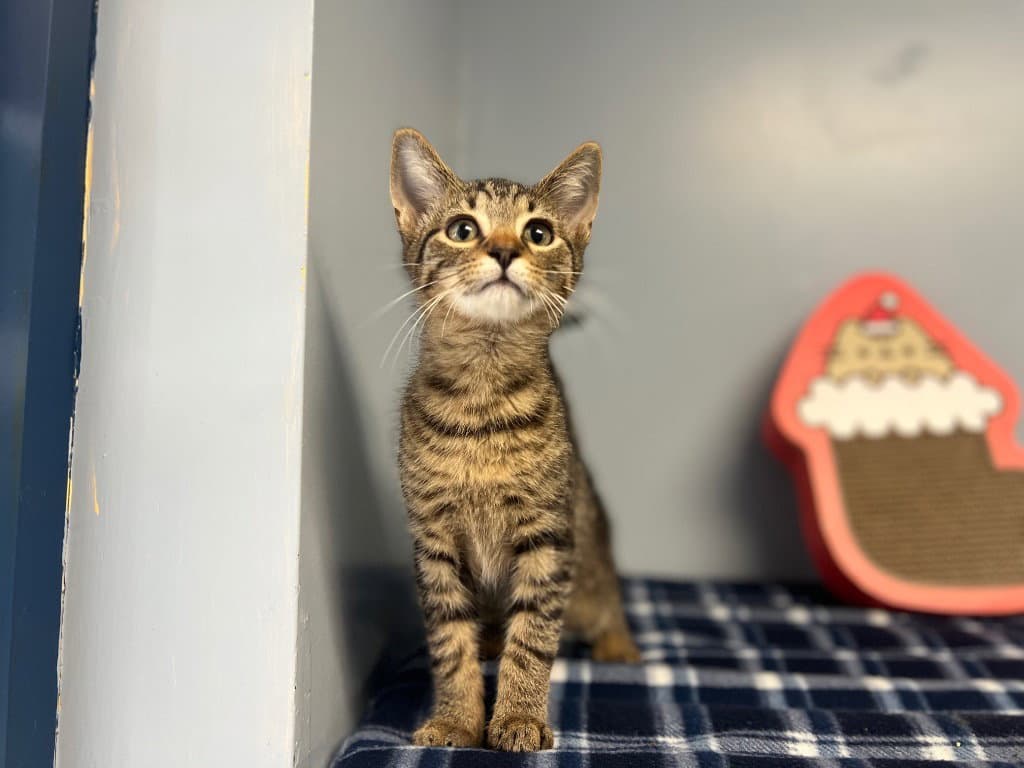 Harvey - Domestic Short Hair