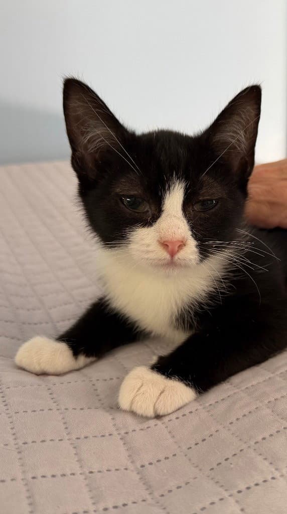 Hugo - Domestic Short Hair