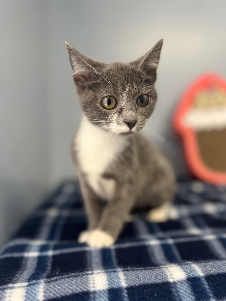 Harlo - Domestic Short Hair