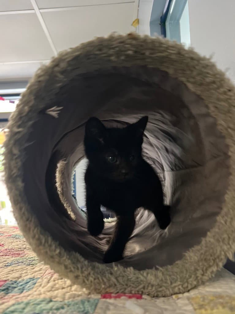 Irene - Domestic Short Hair