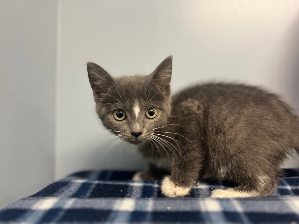 Ramona - Domestic Short Hair