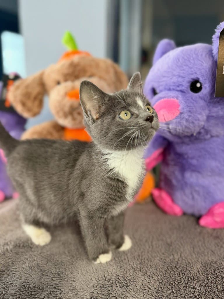 Ramona - Domestic Short Hair