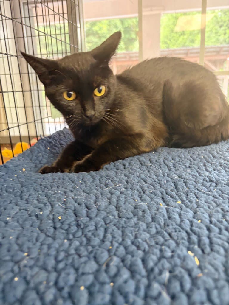 Raven - Domestic Short Hair
