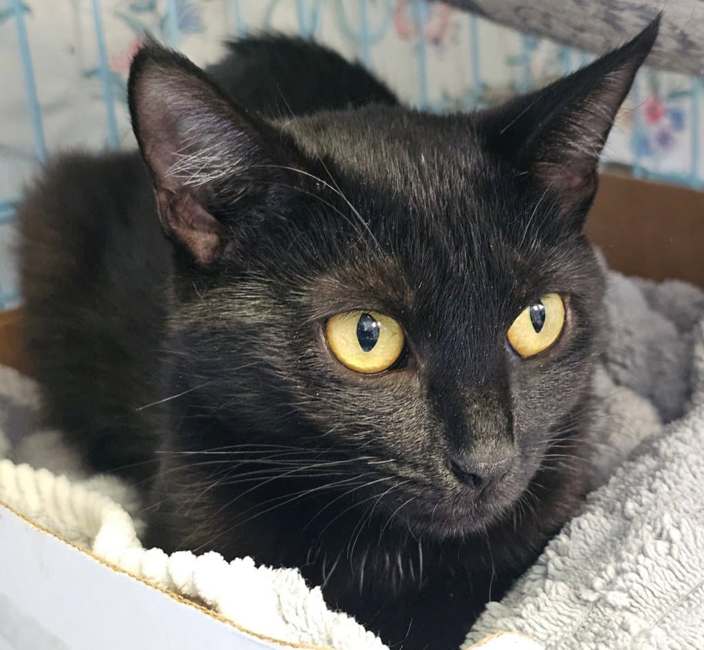 Raven - Domestic Short Hair