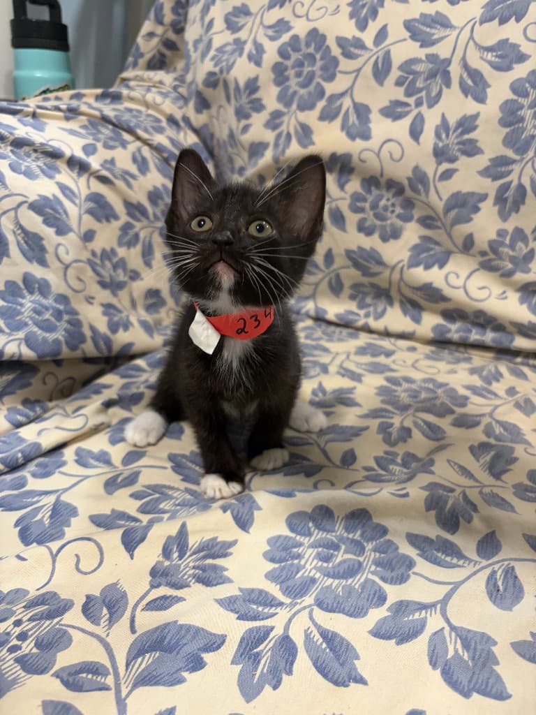 Loki - Domestic Short Hair