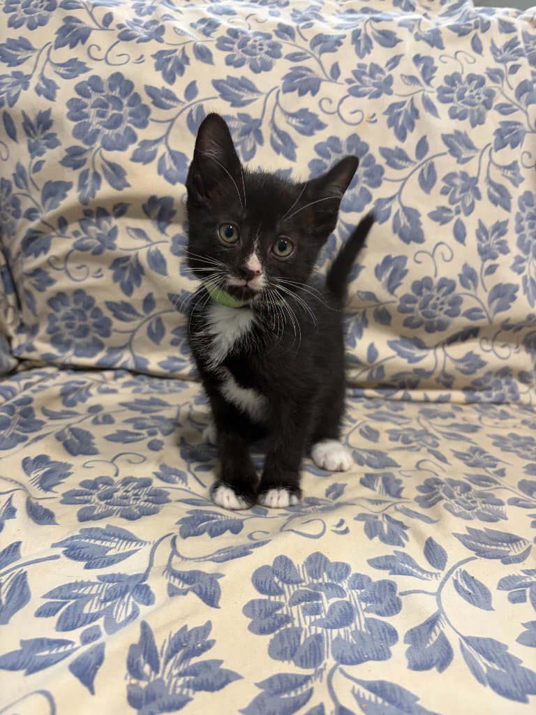Potter - Domestic Short Hair