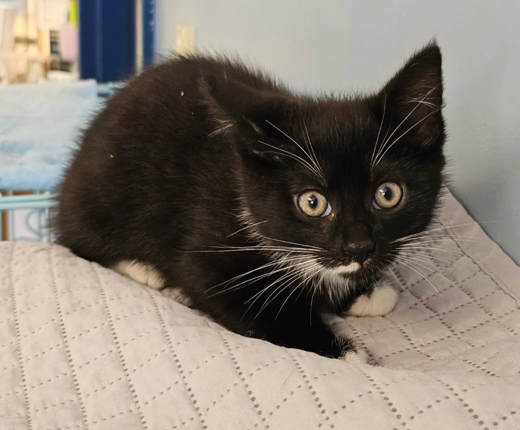 Captain - Tuxedo