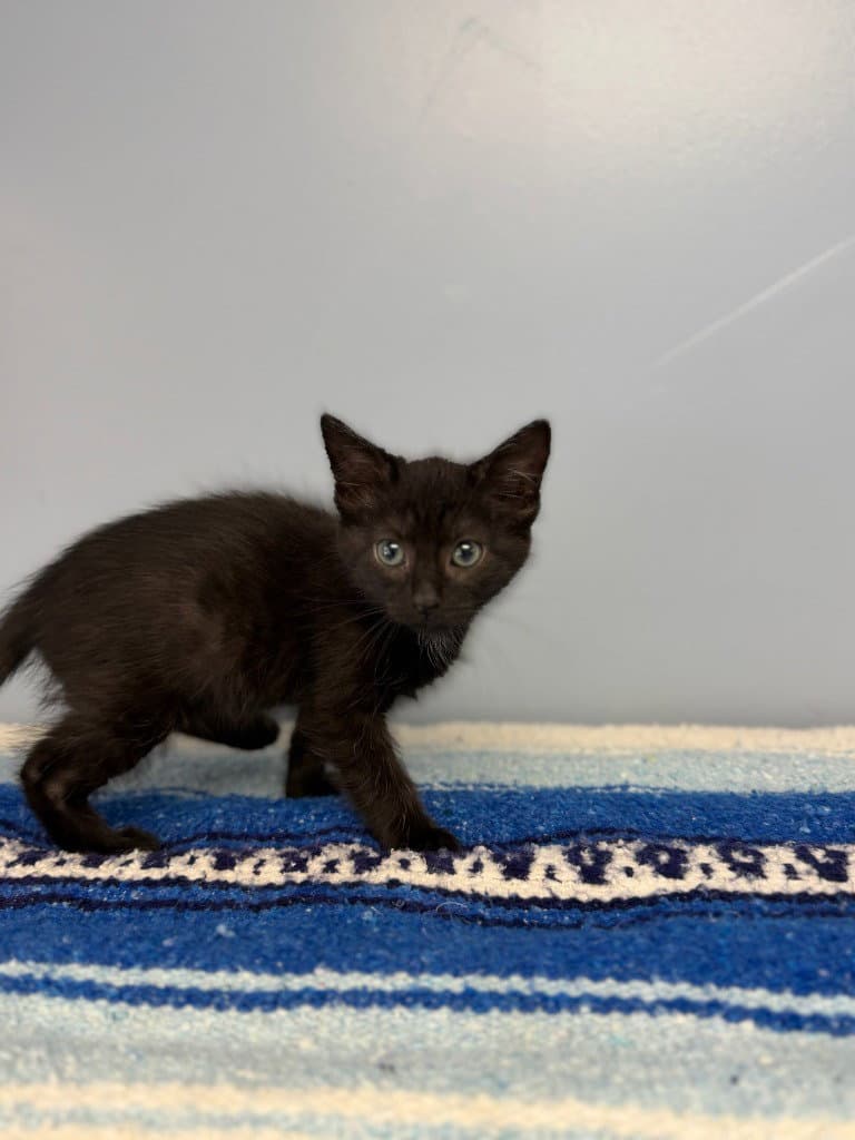 Izzy - Domestic Short Hair