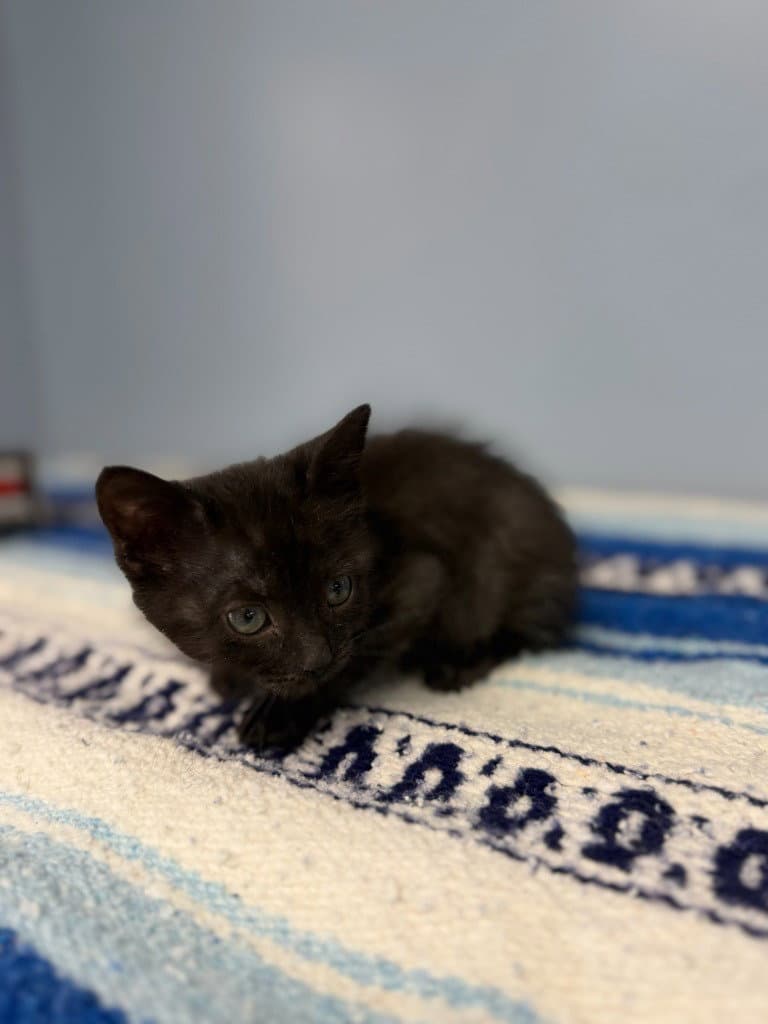 Iris - Domestic Short Hair