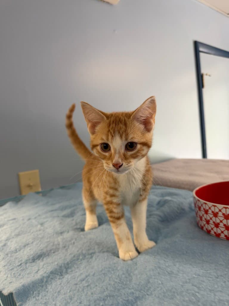 Todd - Domestic Short Hair