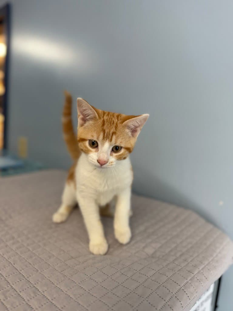 Copper - Domestic Short Hair