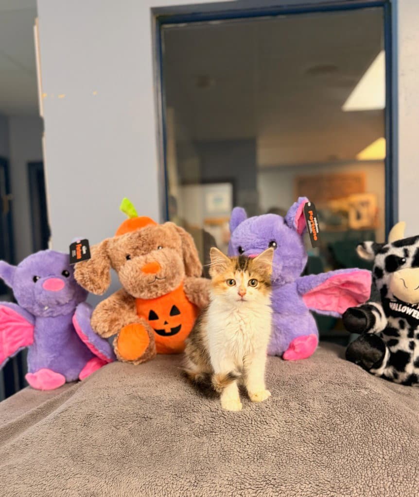 Baby Dragon - Domestic Long Hair