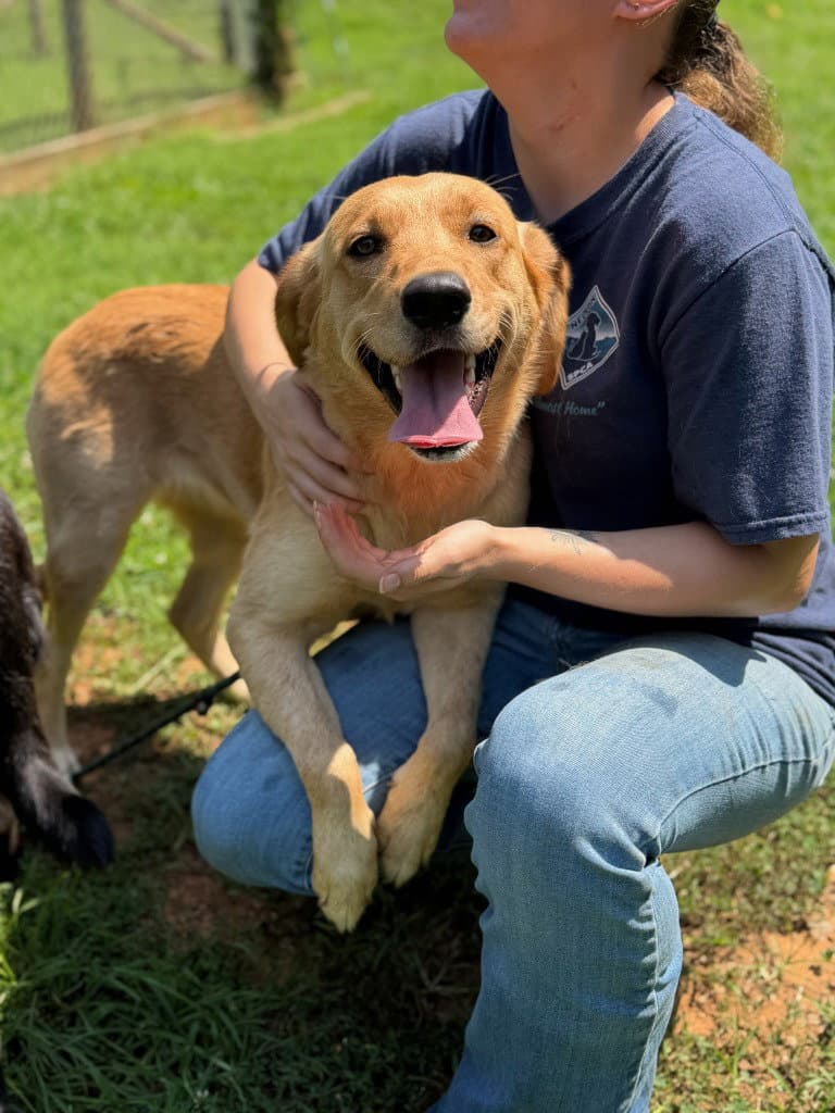 Bella - Golden Retriever