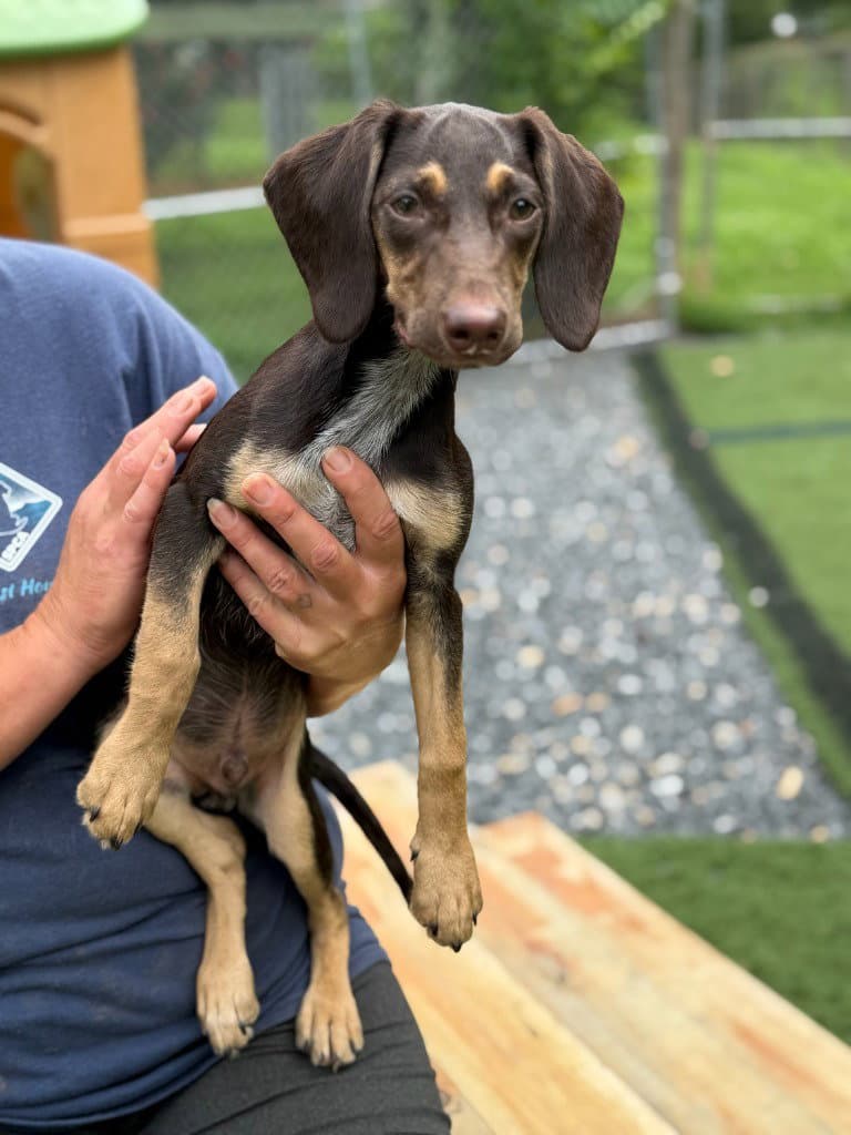 Dash - Dachshund