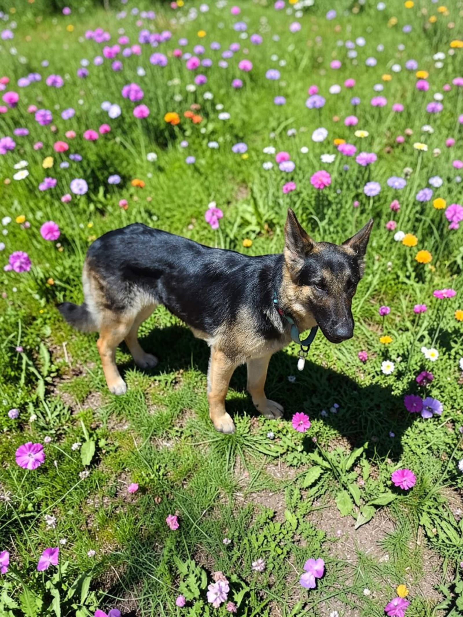 Bonnie - German Shepherd Dog