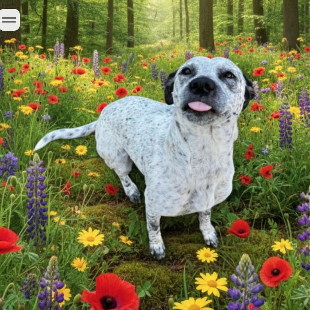 Freckles - German Shorthaired Pointer