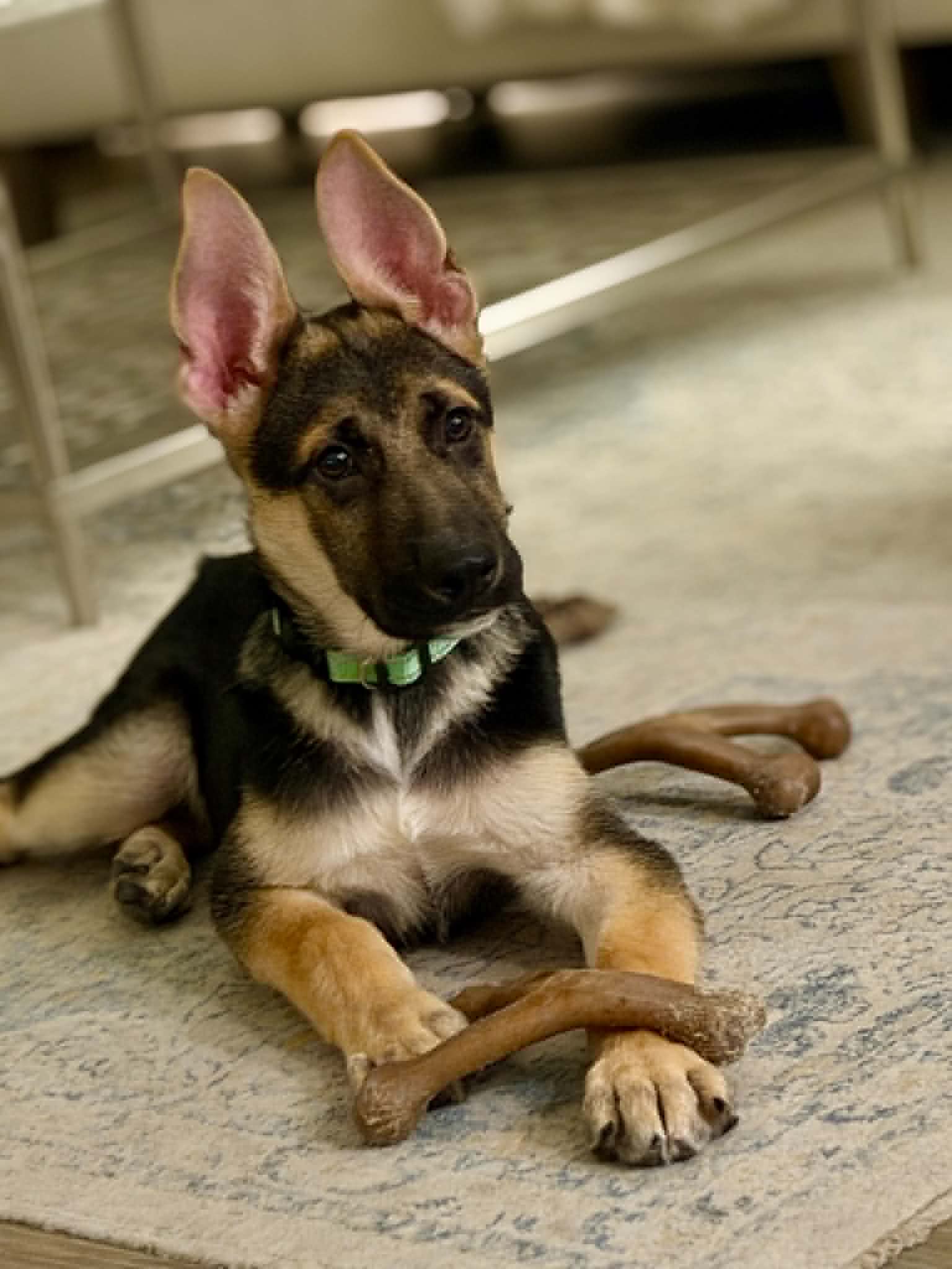 Chase - German Shepherd Dog