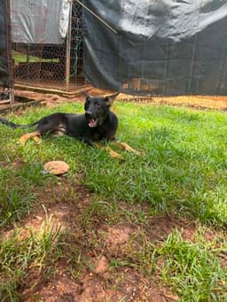 Toby image 2