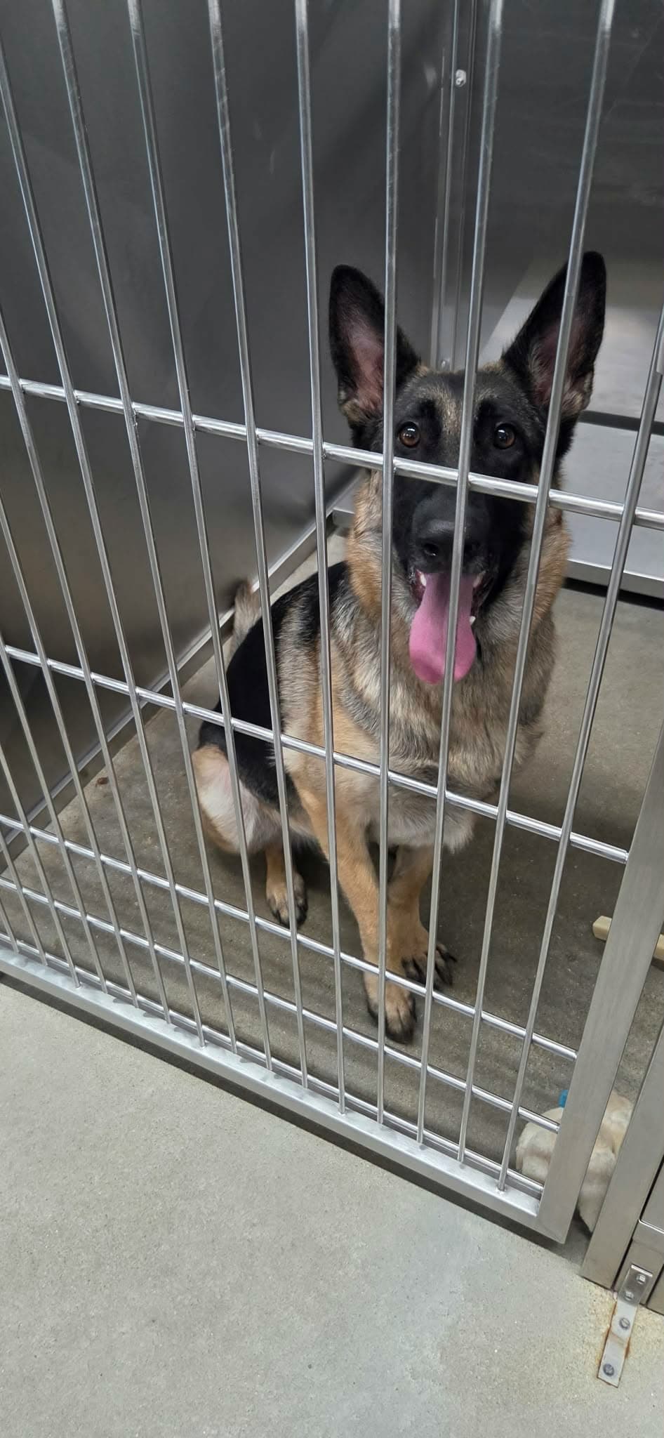 Mia - German Shepherd Dog