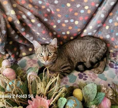 Maya - Tabby