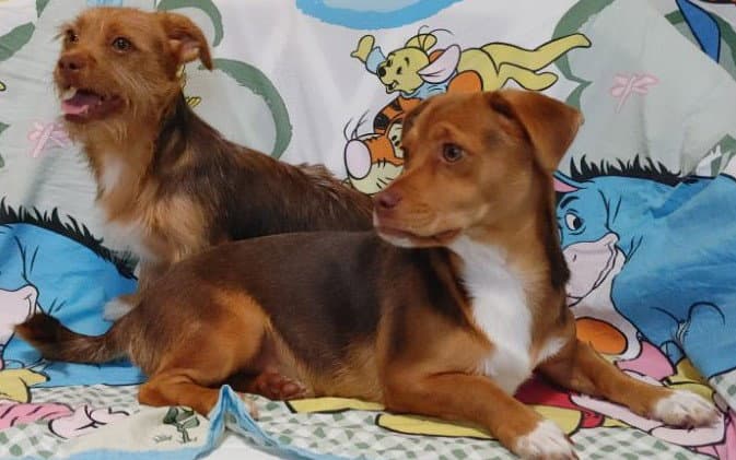 Nala Needs To Go With Cimba - Chihuahua