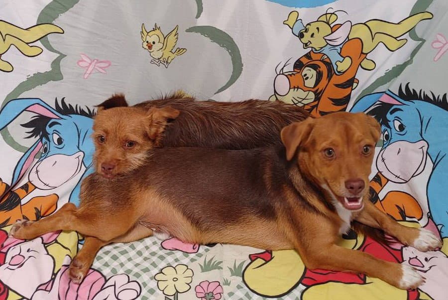 Cimba Needs To Go With Nala - Chihuahua