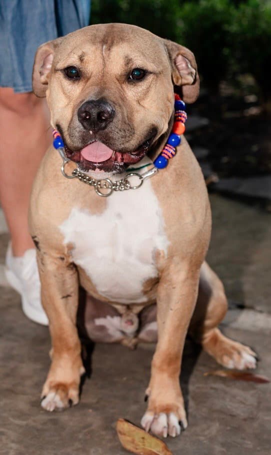 Bear - Bulldog