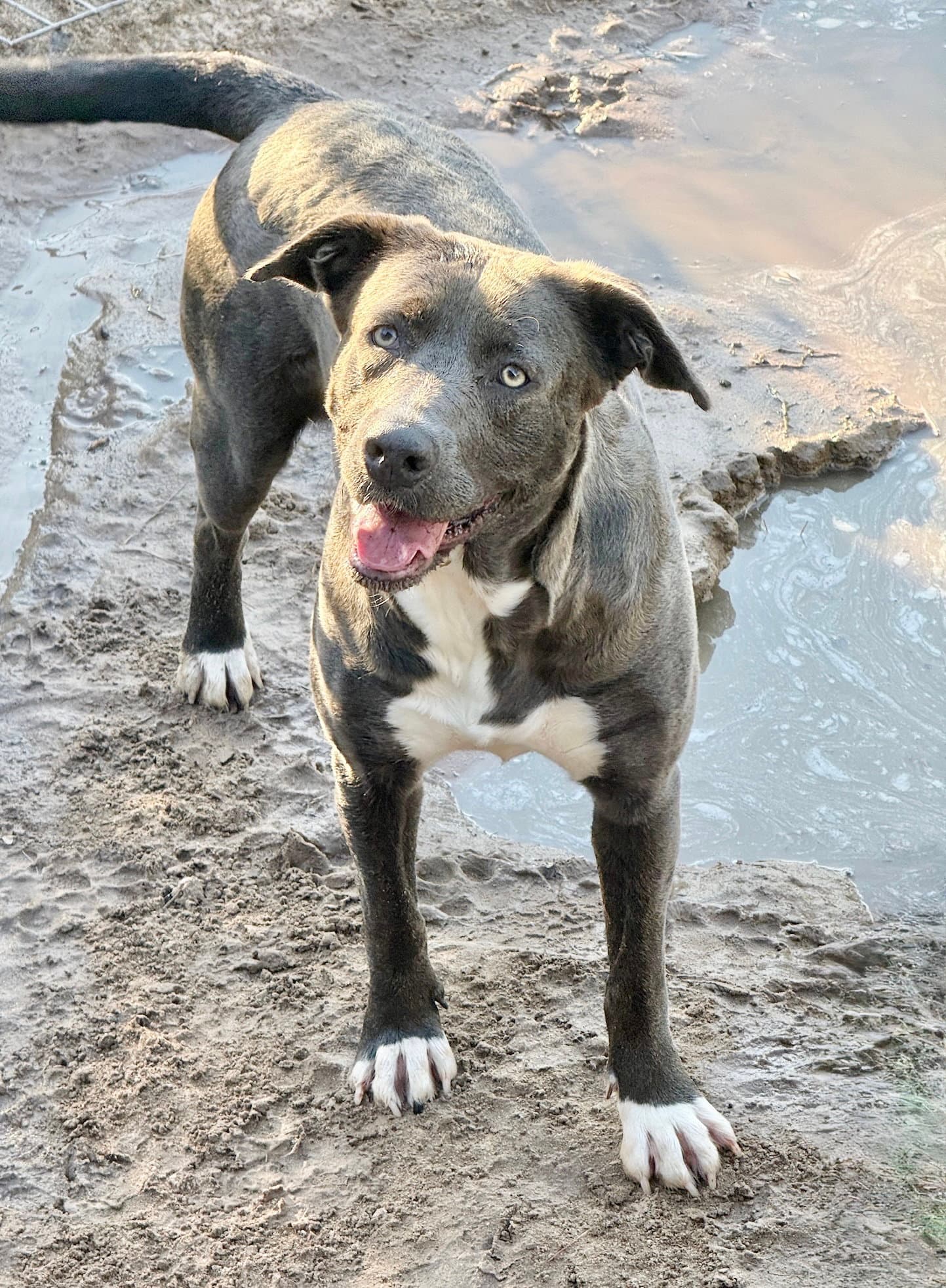 Pam - Labrador Retriever
