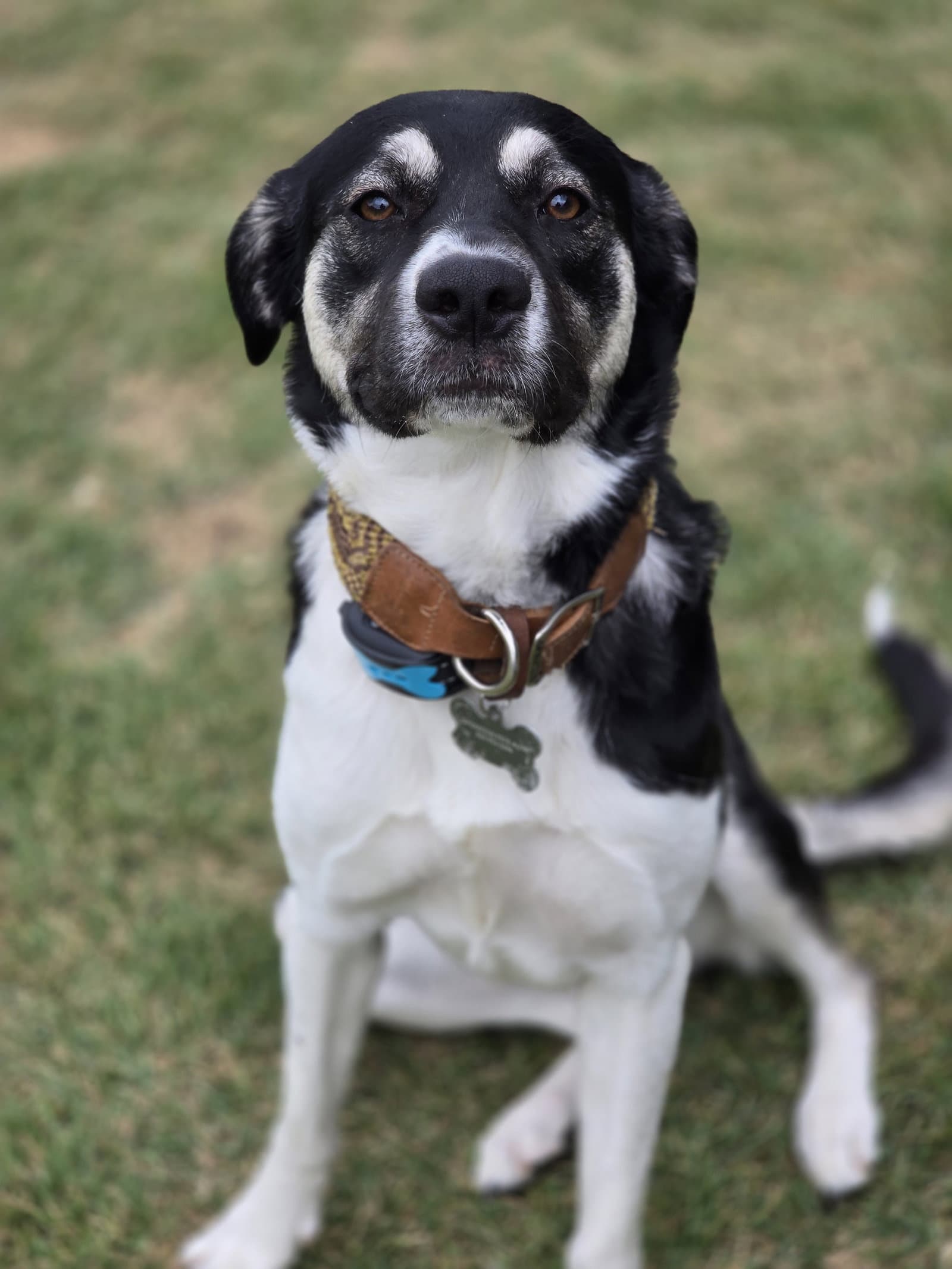Holly Mae - Anatolian Shepherd